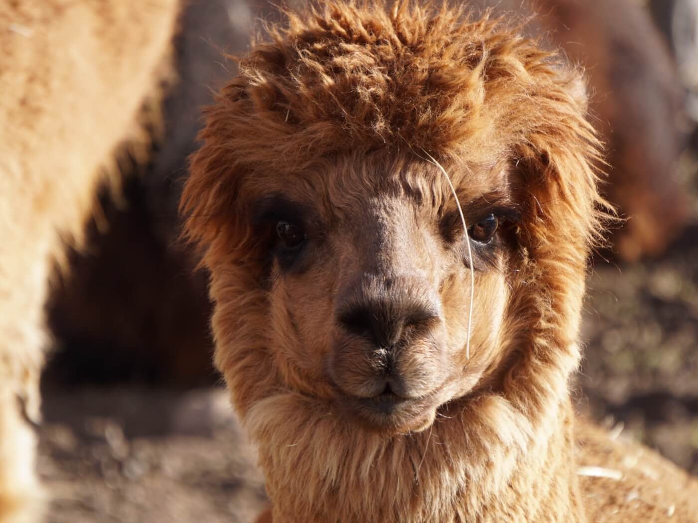 Alpaka – Schau mir in die Augen, Kleines!