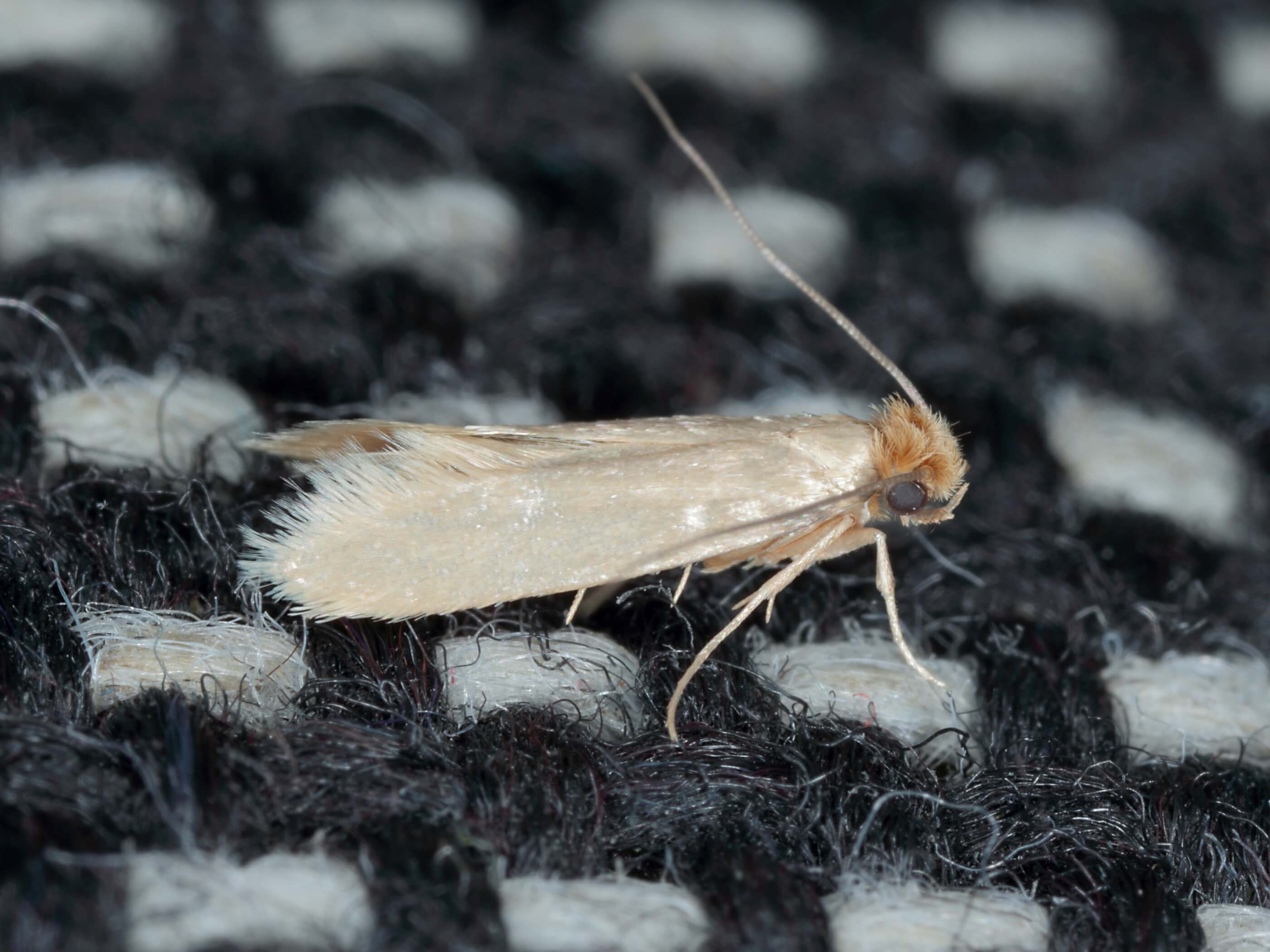 Kleidermotten – wie kann man sie bekämpfen?