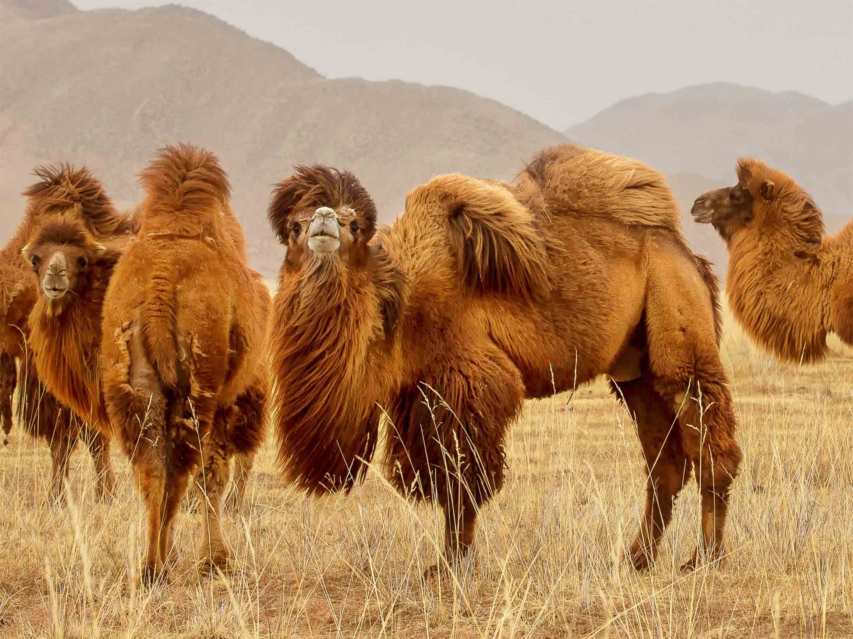Schon König Richard Löwenherz wusste Kamelwolle zu schätzen