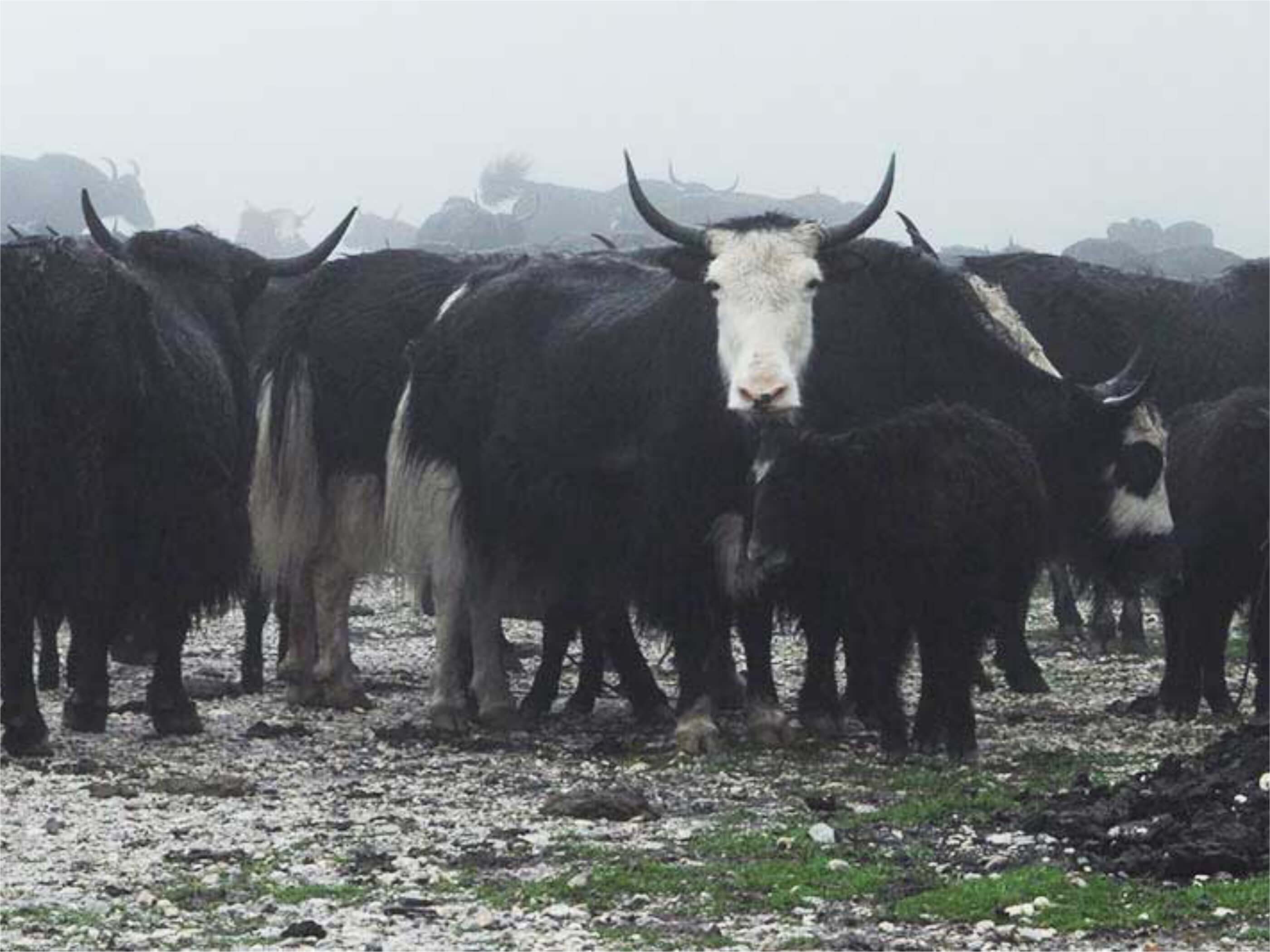 Wolle vom Yak – zarter Flaum von urigen Rindviechern Wolle vom Yak – zarter Flaum von urigen Rindviechern